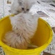 persian-couple-kittens-persian-cats-karachi-3