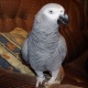 african-grey-parrots-to-good-home-african-grey-parrot-zhob