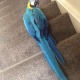beautiful-macaw-parrot-for-sale-macaws-adenzai