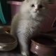 persian-kitten-for-sale-age-5-months-persian-cats-islamabad