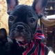 well-trained-french-bulldog-puppies-for-sale-other-abadi-jalalpur-pirwala-2