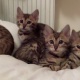 pure-bred-bengal-kittens-ready-early-june-other-pindi-gheb