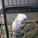 umbrella-cockatoo-with-large-cage-and-accessories-other-lahore