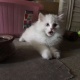 persian-kitten-for-sale-age-5-months-persian-cats-islamabad-2