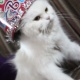 beautiful-persian-cat-female-persian-cats-karachi-3