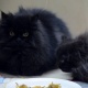 persian-black-male-persian-cats-lahore