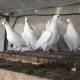 orignal-waeshee-rock-pigeon-rawalpindi-cantt-4