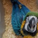 talking-intrligent-and-good-for-homies-macaws-lala-musa-2