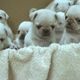 micro-pocket-teacup-pug-puppies-pug-abbottabad