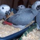 fresh-and-fertile-parrots-eggs-and-babies-parrots-available-african-grey-parrot-akhtar-abad-2