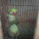 raw-breeder-for-sale-alexandrine-parrot-toba-tek-singh