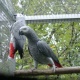 parrots-african-grey-parrot-karachi-skype-name-falle-brown-macaws-abadi-jalalpur-pirwala