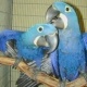 hyacinth-macaw-parrots-for-sale-other-d-m-c-malir