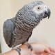 african-grey-congo-parrot-129918-other-abadi-jalalpur-pirwala