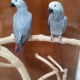 new-healthy-african-grey-parrots-for-sale-african-grey-parrot-amir-pur-sadat