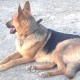 black-german-shepherd-dog-for-sale-serious-buyer-only-contact-me-german-shepherd-quetta-9