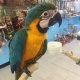 blue-and-gold-macaw-macaws-adenzai