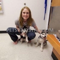 adorable-siberian-husky--ahmadpur