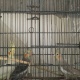 young-cocktails-for-sale-in-great-peice-cockatiel-parrots-rawalpindi-7