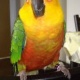 parrot-for-adoption-african-grey-parrot-alipur-chatta