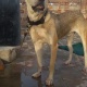 bully-kutta-from-strong-powerful-champion-bllodline-american-pitbull-jhelum