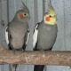 to-buy-cocktails-cockatiel-parrots-multan