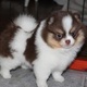 priceless-white-pomeranian-puppy-for-adoption-other-bagan