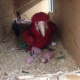healthy-macaws-and-fertile-parrot-eggs-for-sale-macaws-bahrain-3