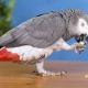 parrot-for-adoption-african-grey-parrot-abbasia
