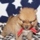 akc-regis-pomeranian-puppies-pomeranian-abbas-nagar-2