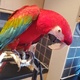 green-wing-macaw-for-sale-macaws-kalyana-2