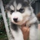 cute-and-adorable-blue-eyes-husky-puppes-for-new-an-loving-home-other-abbasia-2