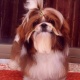 imported-highly-pedigree-shih-tzu-male-for-stud-service-shih-tzu-lahore-3