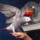 female-african-grey-parrot-for-adoption-african-grey-parrot-ahmadpur