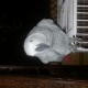talking-african-grey-parrot-african-grey-parrot-rawalpindi