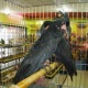 parrot-for-sale-african-grey-parrot-amir-pur-sadat