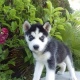 akc-registered-siberian-husky-puppies-other-abdul-hakim