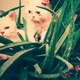 persians-kittens-available-persian-cats-islamabad-3