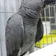 baby-hand-reared-african-grey-parrots-for-sale-african-grey-parrot-badhber-3