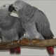 beautiful-african-grey-parrot-for-sale-african-grey-parrot-abadi-jalalpur-pirwala