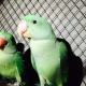 parrot-indian-ringneck-rawalpindi-6