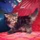 young-persian-kittens-for-re-homing-persian-cats-karachi-3