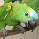 baby-blue-fronted-amazon-for-sale-12wks-old-other-lahore