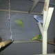 7-budgies-and-pied-along-with-cage-available-in-cheap-price-australian-budgies-rawalpindi-4