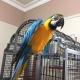 macaw-parrot-macaws-abdul-hakim