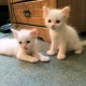 white-persian-kittens-1-month-old-male-and-female-persian-cats-lahore-1