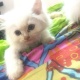 persian-kittens-persian-cats-karachi-3