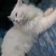 persian-cat-dollface-male-persian-cats-karachi