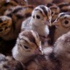 pheasant-chicks-for-sale-all-type-and-breeder-paire-silver-pheasant-lahore