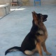 black-german-shepherd-dog-for-sale-serious-buyer-only-contact-me-german-shepherd-quetta-16